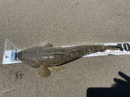 マゴチの釣果