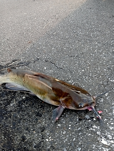 アメリカナマズの釣果