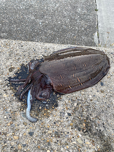 モンゴウイカの釣果