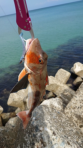 ホウボウの釣果