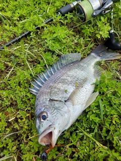 キビレの釣果