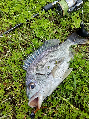 キビレの釣果