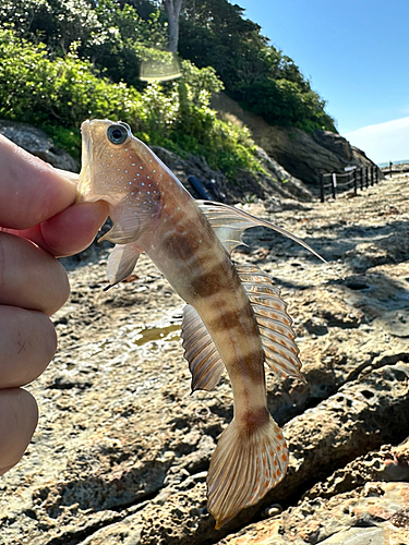 イトヒキハゼの釣果