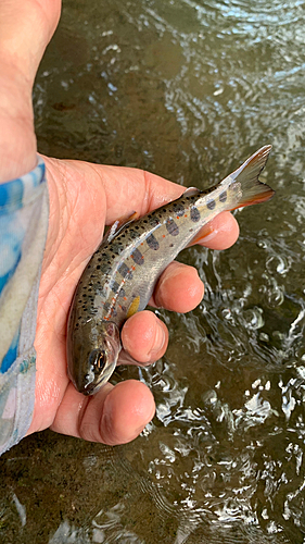 アマゴの釣果