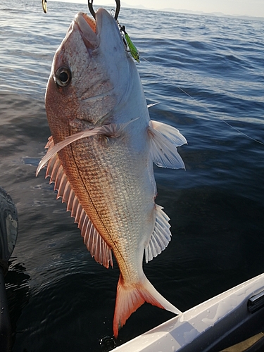 マダイの釣果