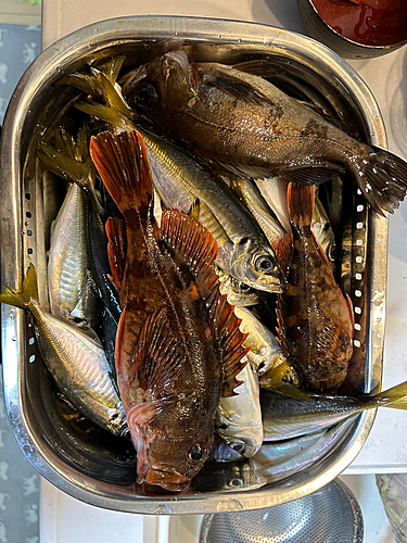 アジの釣果