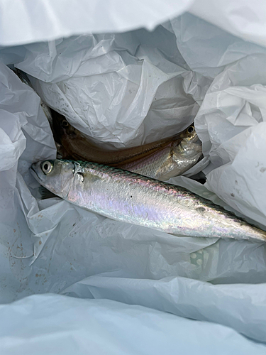 サバの釣果