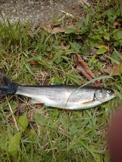 ウグイの釣果