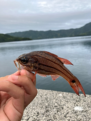 ネンブツダイの釣果