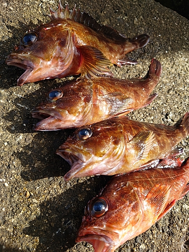 ガシラの釣果