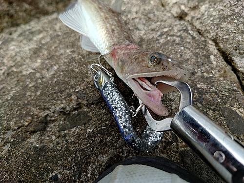 エソの釣果