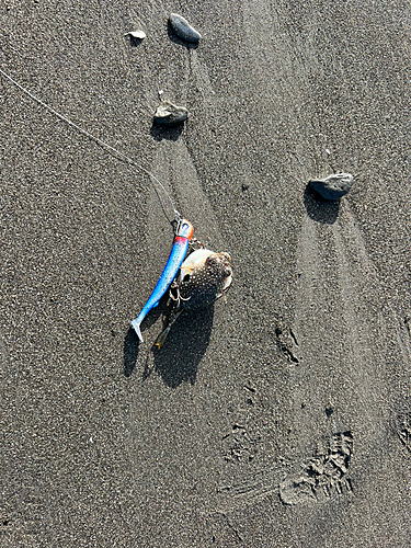 フグの釣果