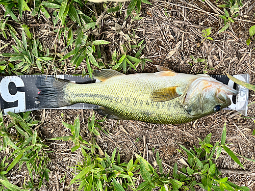 ブラックバスの釣果