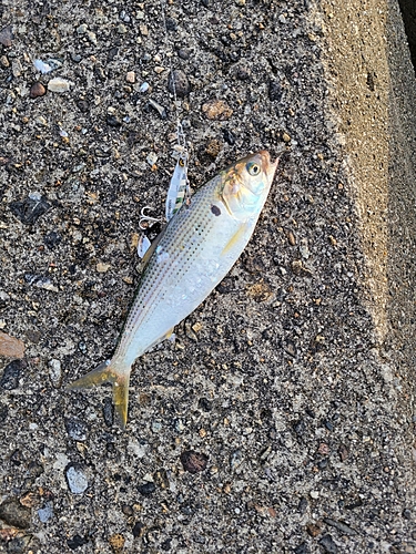 コノシロの釣果