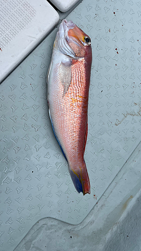 アマダイの釣果