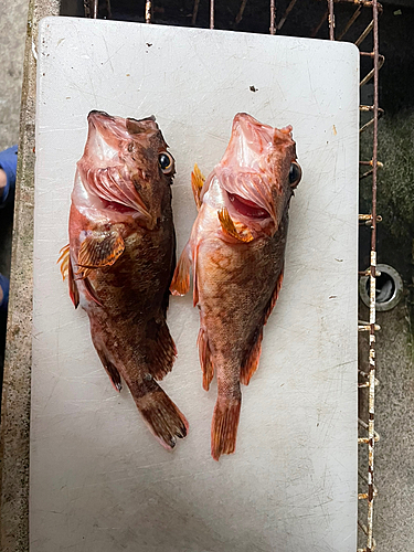 カサゴの釣果