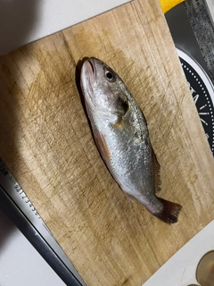 イシモチの釣果