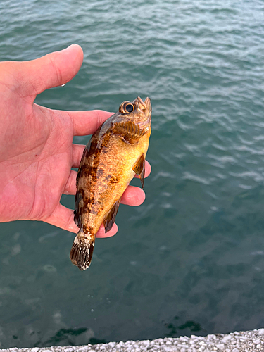 メバルの釣果