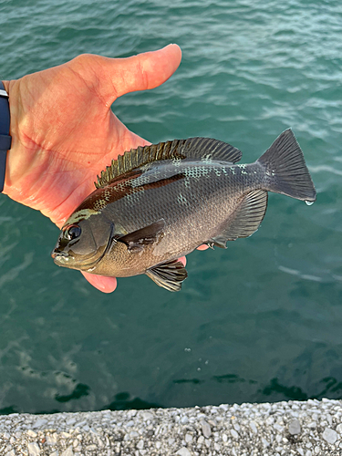 クチブトグレの釣果