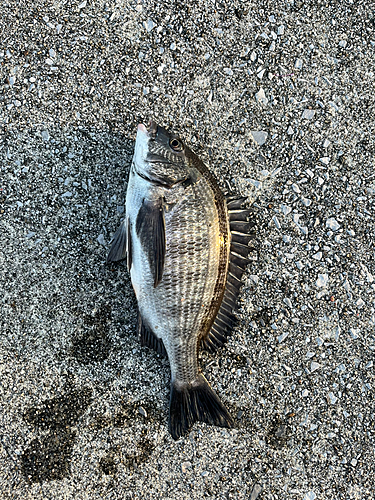 クロダイの釣果