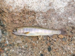 イワナの釣果