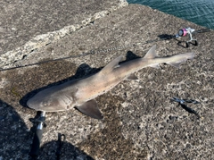 ドチザメの釣果