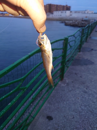 クロムツの釣果