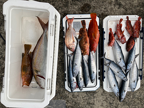 ハガツオの釣果