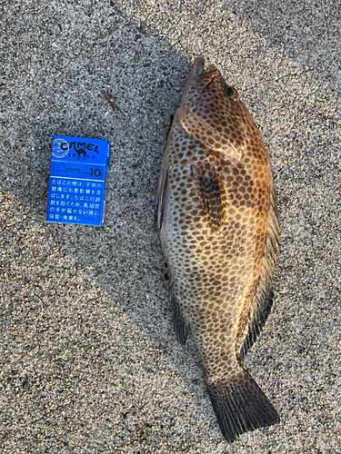 オオモンハタの釣果