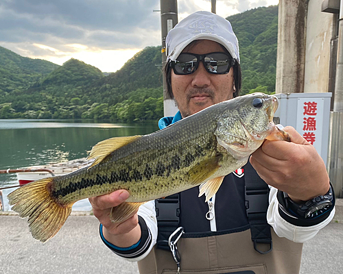 ブラックバスの釣果