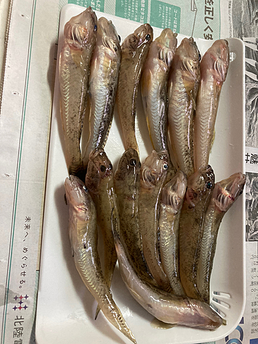 マハゼの釣果