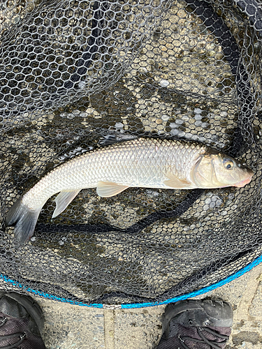 ニゴイの釣果