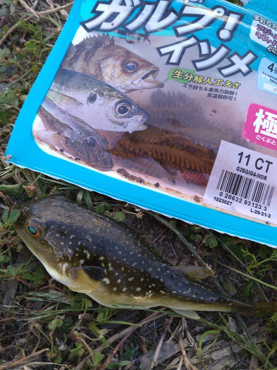 クサフグ