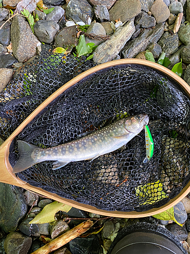 イワナの釣果