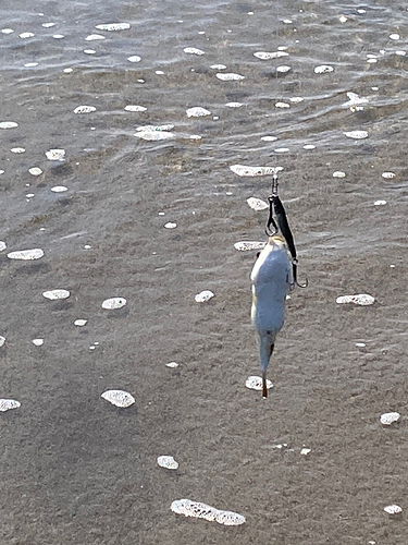 クサフグの釣果