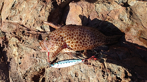 オオモンハタの釣果