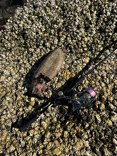 モンゴウイカの釣果