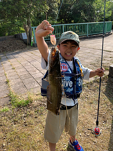 ナマズの釣果