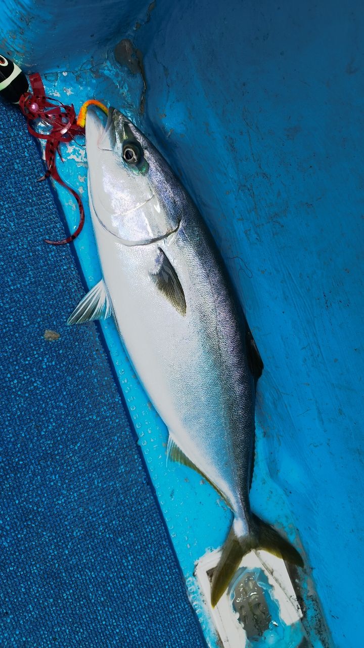 🎣みやもん🎣さんの釣果 2枚目の画像