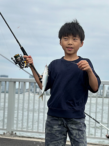 コノシロの釣果