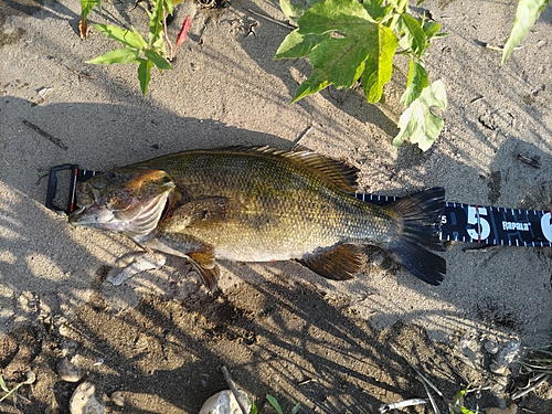 スモールマウスバスの釣果