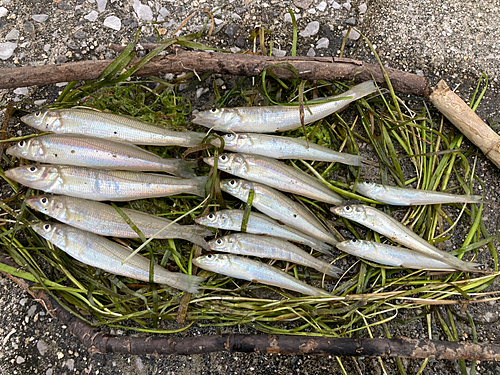 キスの釣果