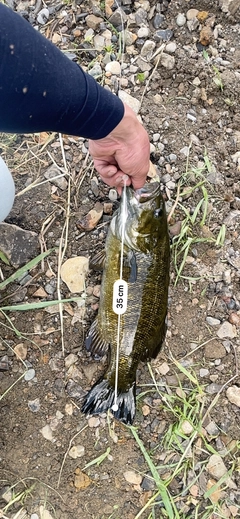 スモールマウスバスの釣果