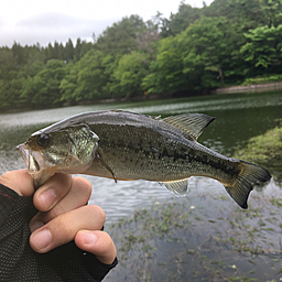 ラージマウスバス