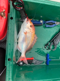 レンコダイの釣果