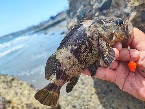 ソイの釣果