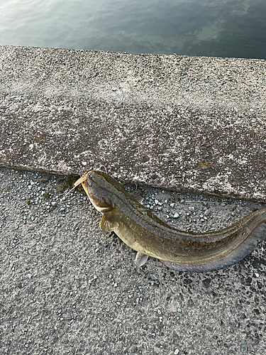 ナマズの釣果