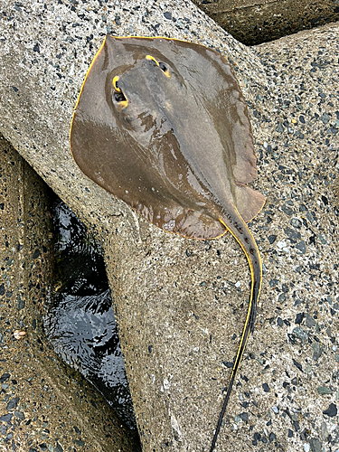 エイの釣果