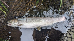 エゾイワナの釣果