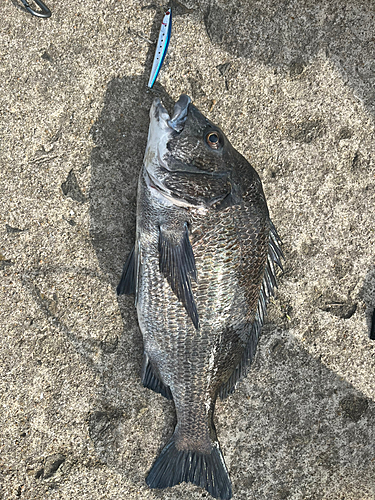 クロダイの釣果